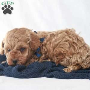 Max, Toy Poodle Puppy